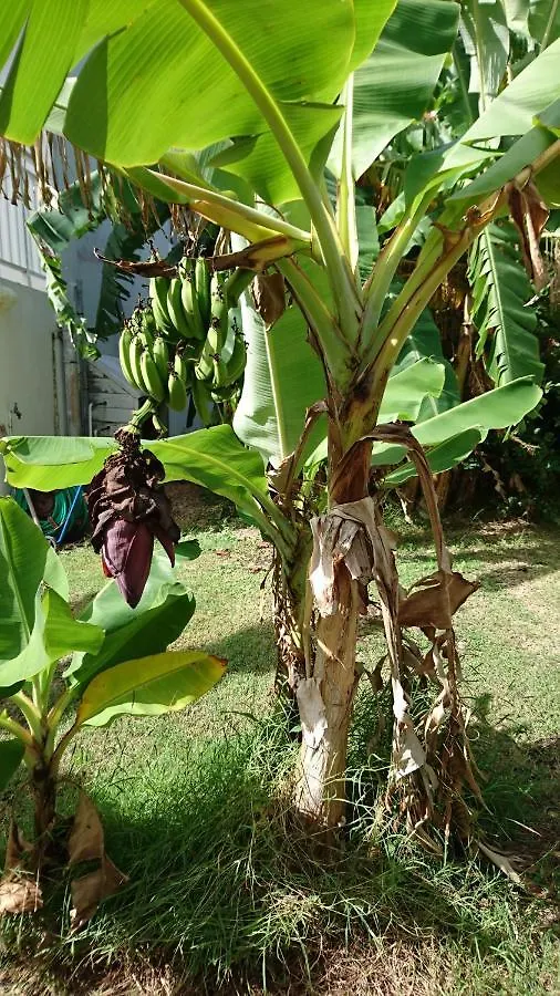 Holiday home Residence Acacia Belle-Allee Guadeloupe